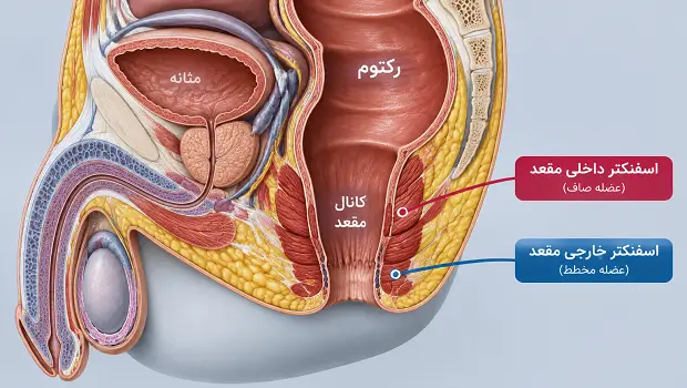اسفنکتر مقعد